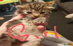 Mixed Breed cats for sale: 2 x boy, 1 x girl  - Image 2