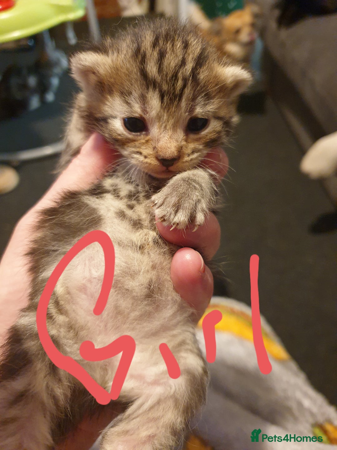 Mixed Breed cats for sale: 2 x boy, 1 x girl  - Image 2