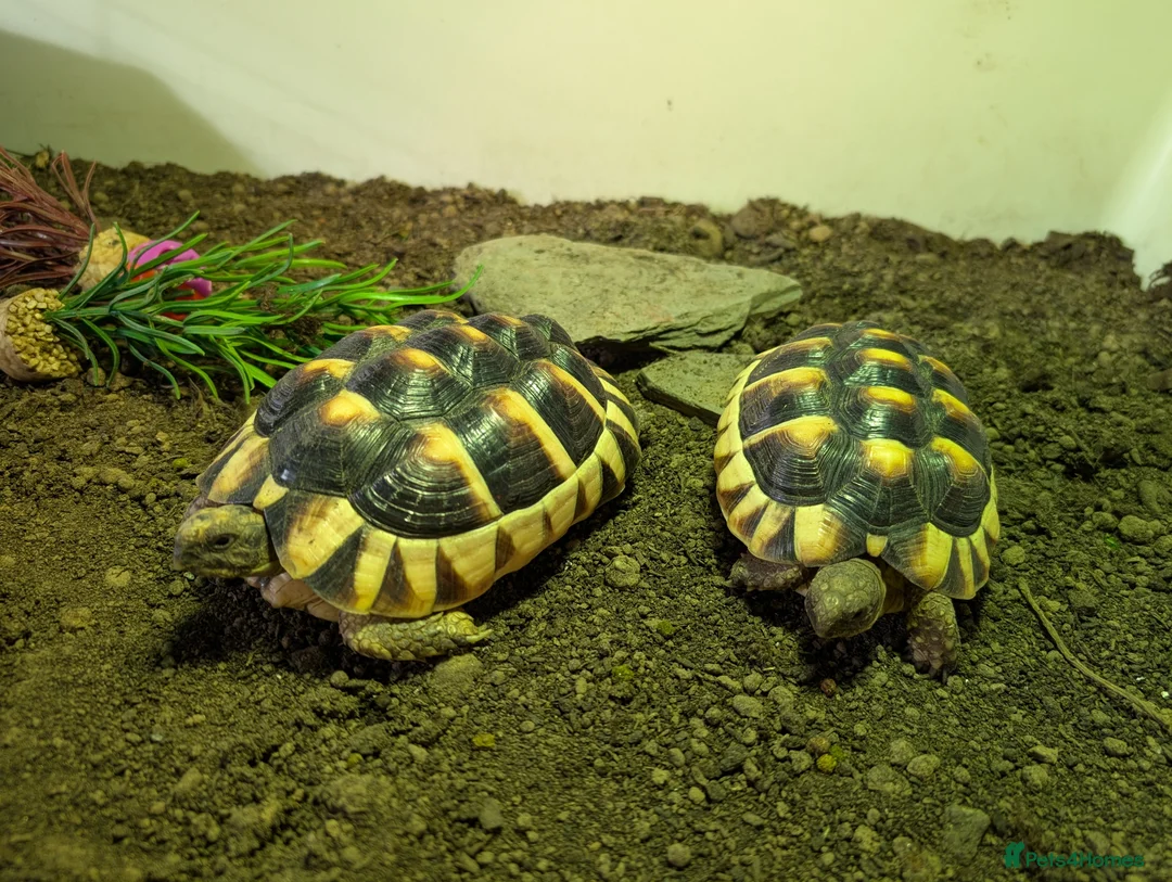 Hermann Tortoise reptiles for sale: hermann tortoise  in Bath - Advert 9
