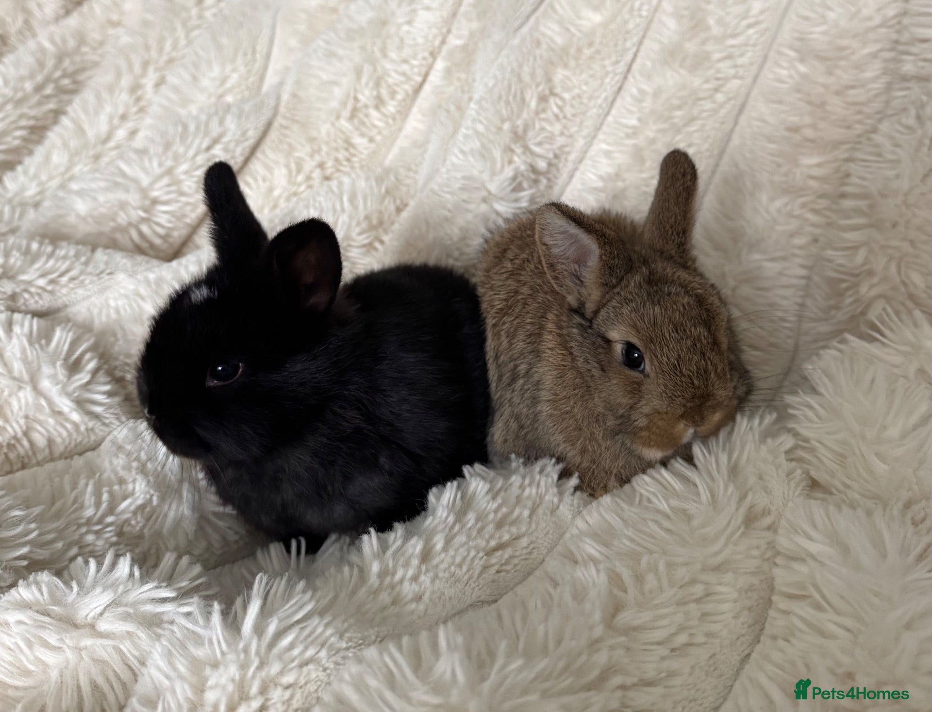 Netherland Dwarf rabbits for sale: Ready 9th November, Well Handled Beautiful Bunnies - Advert 19