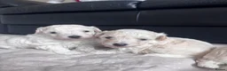 Maltipoo dogs for sale: Now ready for new homes.  - Advert 27