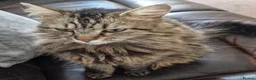 Maine Coon cats for sale: Gorgeous mix Maine Coon and Siberian Cat in Aberdeen - Advert 7