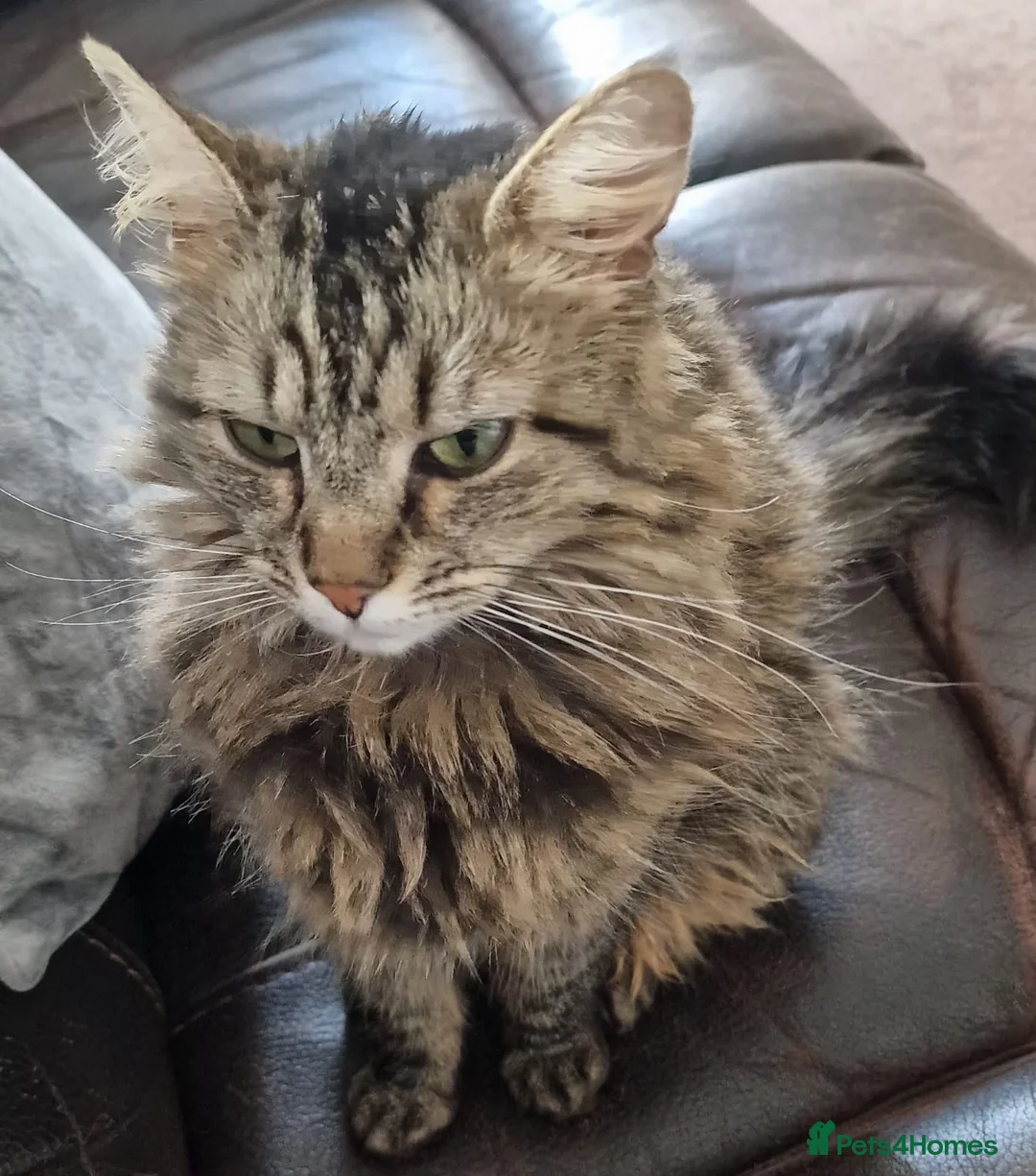 Maine Coon cats for sale: Gorgeous mix Maine Coon and Siberian Cat in Aberdeen - Advert 7