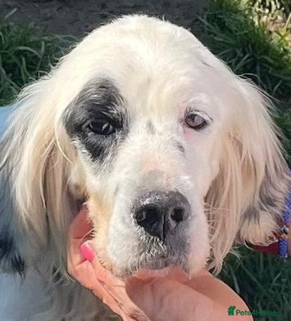 English Setter dogs Dora   - Advert 1