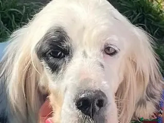 English Setter dogs Dora - Advert 1