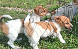 Jack Russell dogs for sale: Pure Jack Russell puppies - Image 13