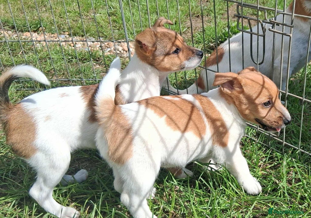 Jack Russell dogs for sale: Pure Jack Russell puppies - Image 13