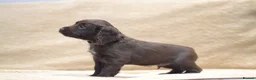 Cocker Spaniel dogs for sale: Chocolate Cocker Spaniel Puppies - Advert 16