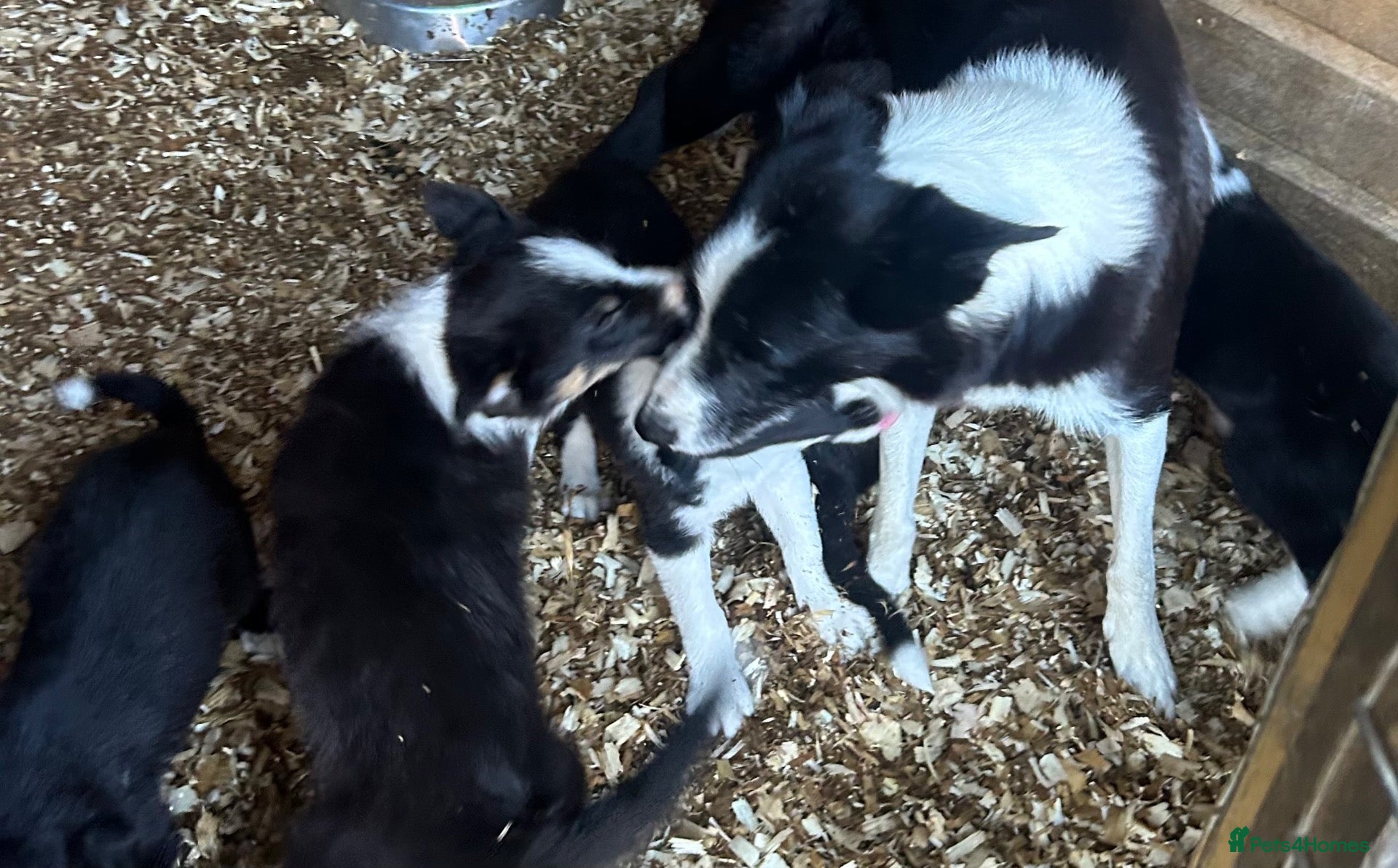 Border Collie dogs Border Collie Puppies - Advert 2