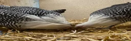 Chickens poultry for sale: Silver Campine  - Advert 11