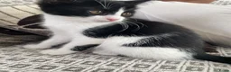 Mixed Breed cats for sale: Two beautiful black & white female kittens - Advert 21