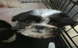 Malshi dogs for sale: Male Malshi Pups - Advert 5