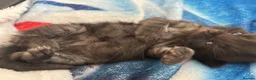Mixed Breed cats for sale: 5 beautiful kittens for new homes - Advert 9