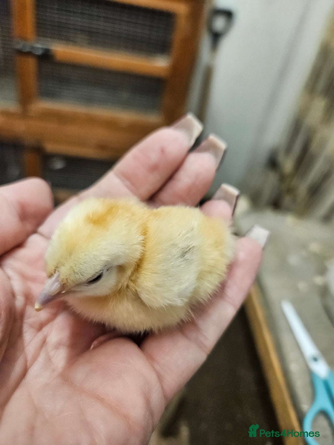 Chickens poultry for sale: Chicks  - Image 2