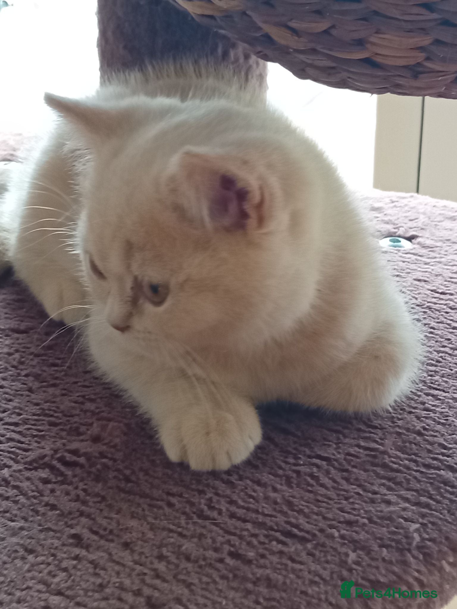 British Shorthair cats Gorgeous British short-hair kittens  - Advert 2