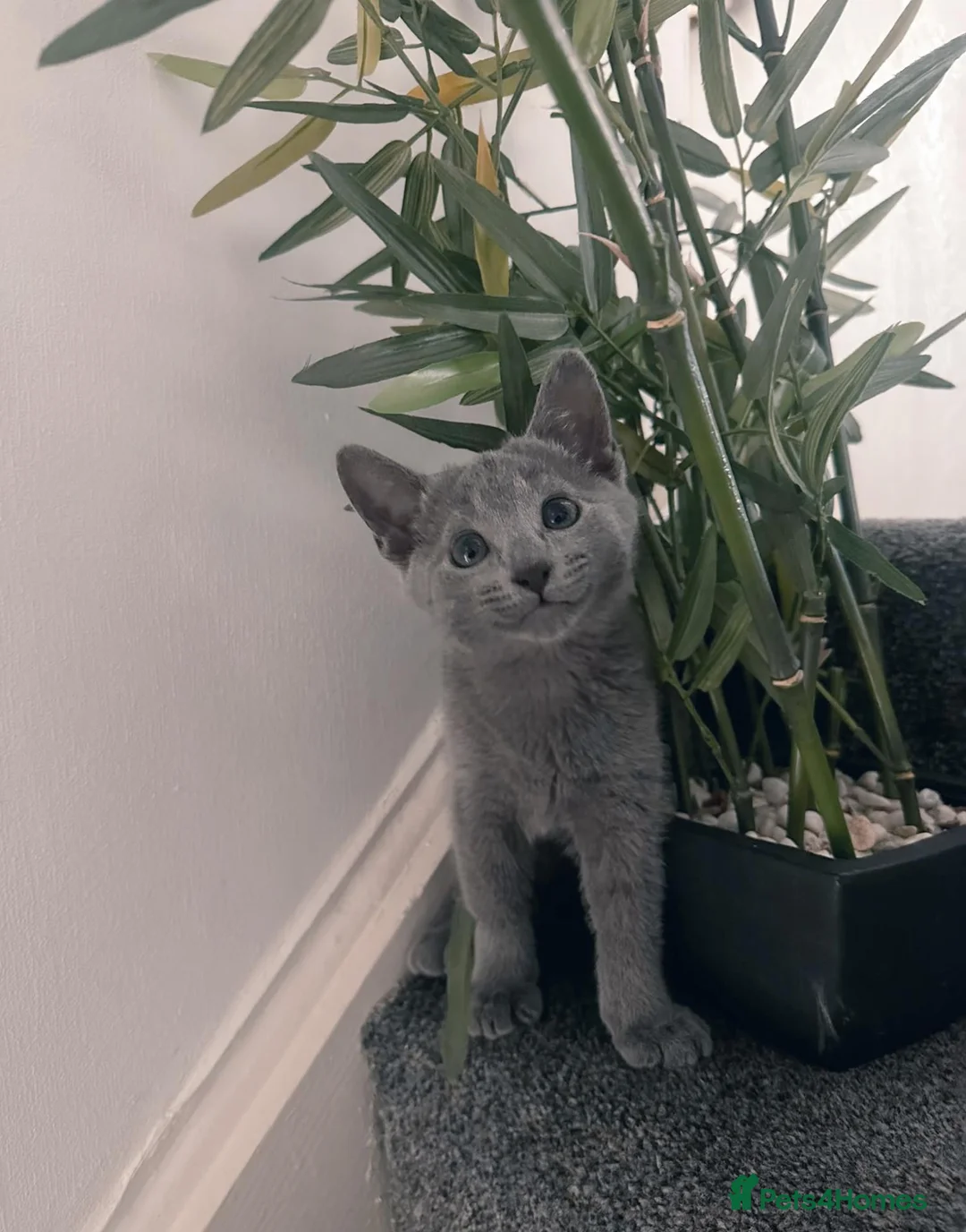 Russian Blue cats for sale: Beautiful Russian Blue Boy – Forever Home 💙 - Advert 1