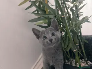 Russian Blue cats Beautiful Russian Blue Boy – Forever Home 💙 - Advert 1