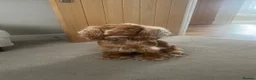 Cocker Spaniel dogs for sale: Honey - Cocker Spaniel - nearly 2 years old - Advert 2