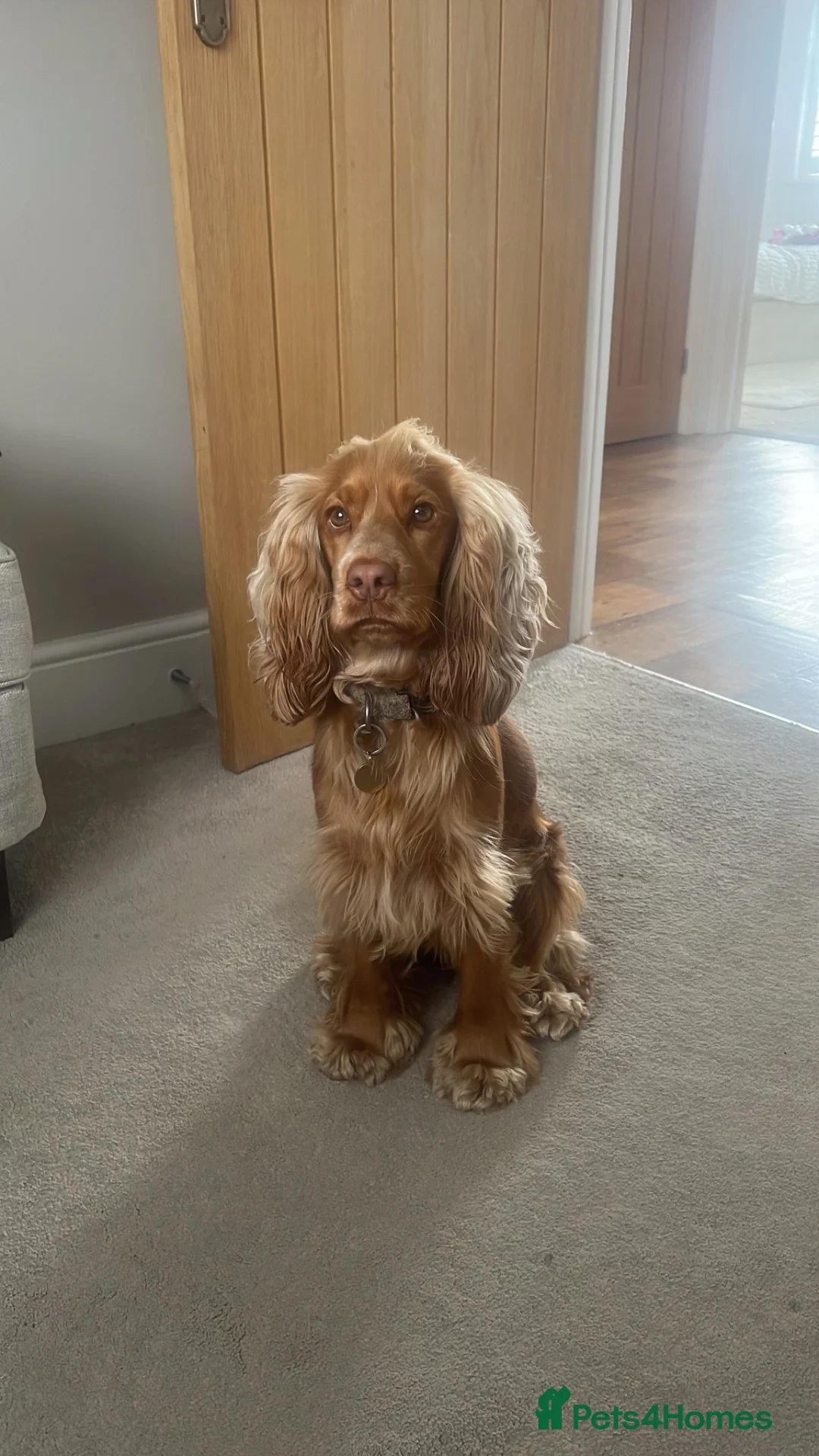 Cocker Spaniel dogs for sale: Honey - Cocker Spaniel - nearly 2 years old - Advert 2