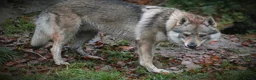 Saarloos Wolfdog dogs for stud: Czechoslovakian wolfdog for stud - Advert 1