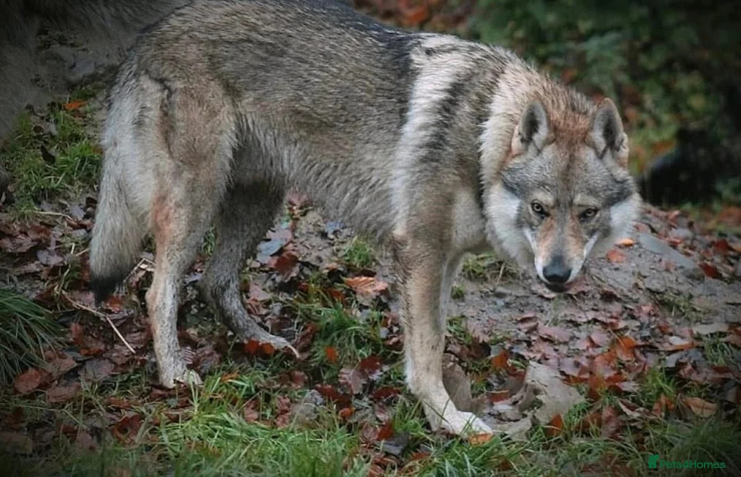 Saarloos Wolfdog dogs for stud: Czechoslovakian wolfdog for stud - Advert 1