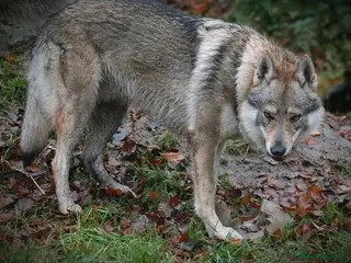 Saarloos Wolfdog dogs Czechoslovakian wolfdog for stud - Advert 4