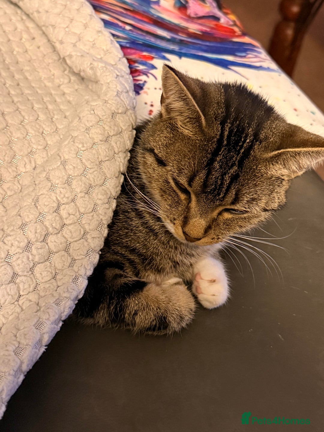 British Shorthair cats for sale: Kittens needing new homes - Image 2