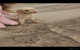 Cockapoo dogs for sale: Miniature cockapoo  - Image 4