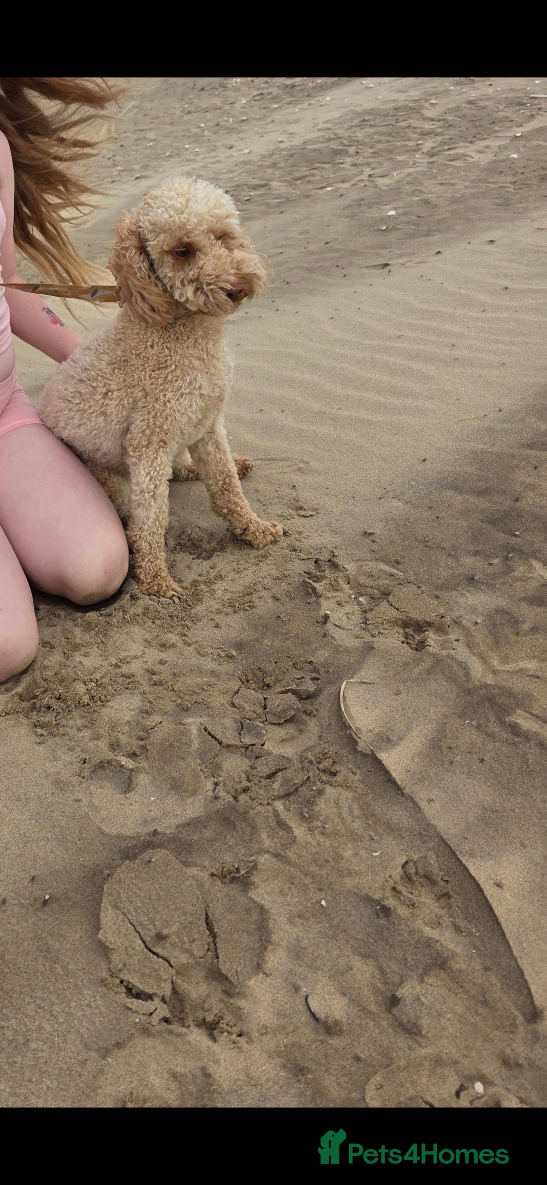 Cockapoo dogs for sale: Miniature cockapoo  - Image 4