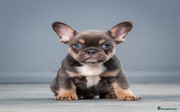 French Bulldog dogs for sale: French bulldogs 2 LEFT AVAILABLE  - Image 6