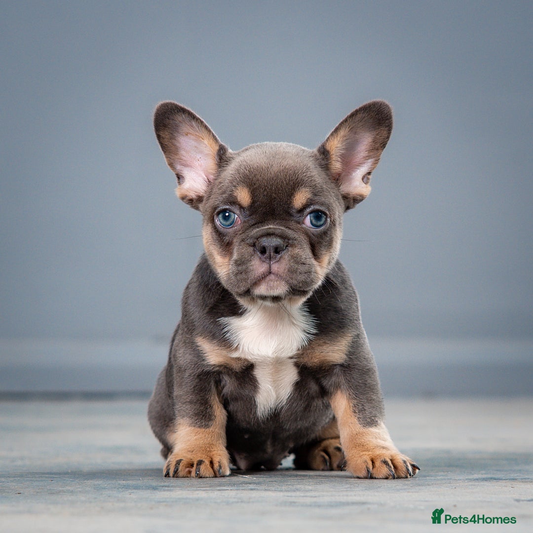 French Bulldog dogs for sale: French bulldogs 2 LEFT AVAILABLE  - Image 6