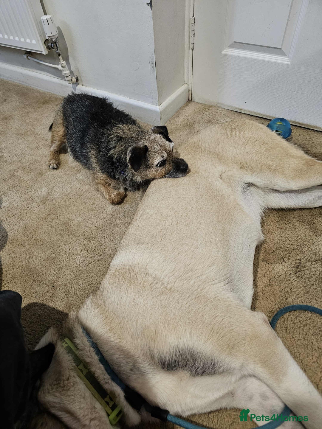 Mixed Breed dogs for adoption: Sadie – 11 months old, Female, Mixed Breed Pup - Advert 4