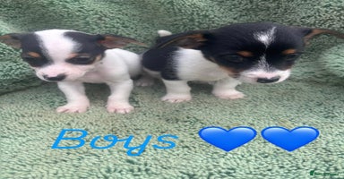 Jack Russell dogs - Advert 1