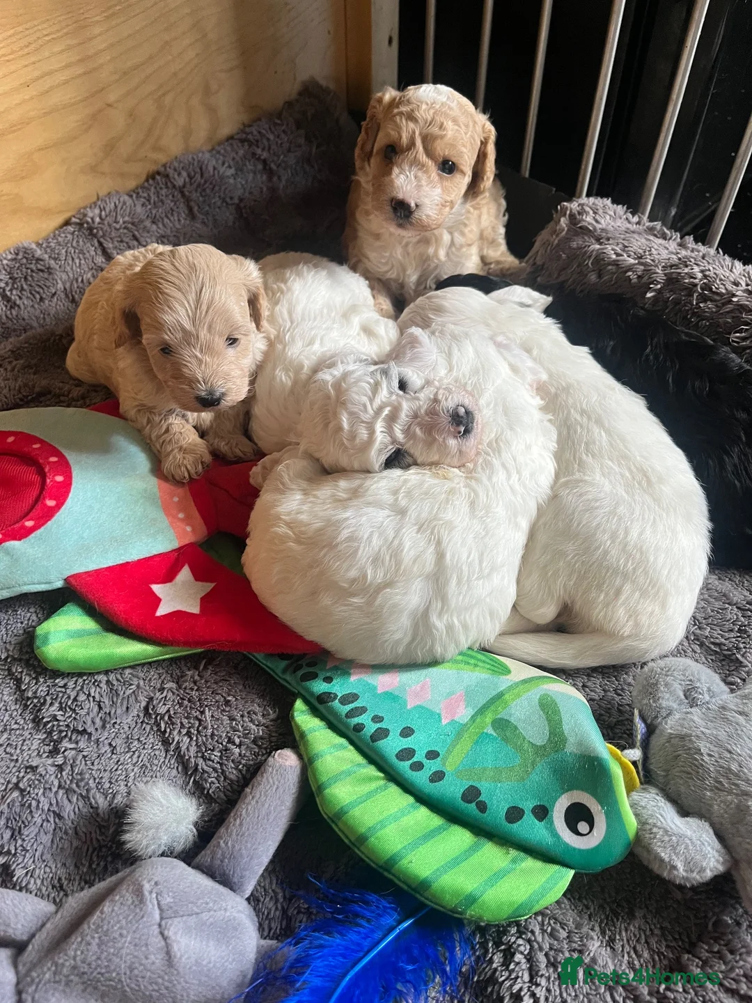 Cockapoo dogs for sale: Stunning cockapoo puppys  - Advert 2