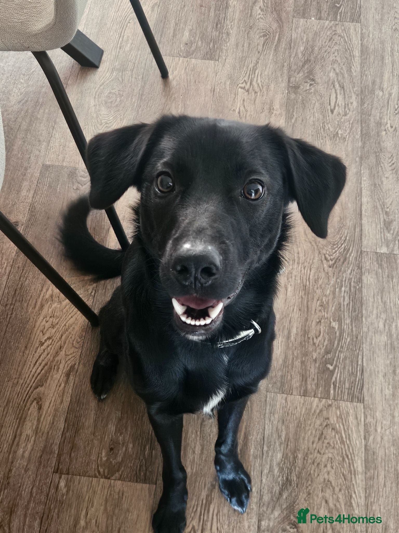 Mixed Breed dogs Border collie x german shepard - Advert 4