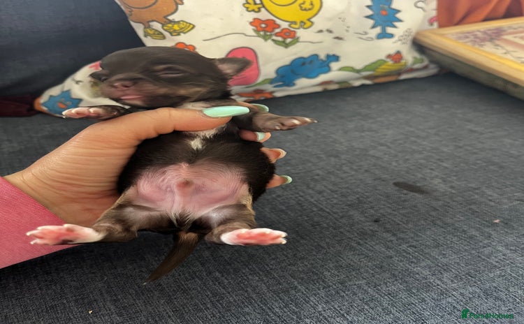 Chihuahua dogs - Advert 1