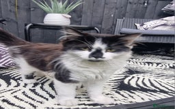British Longhair cats for sale: ******. 2 female KITTENS.  - Image 11