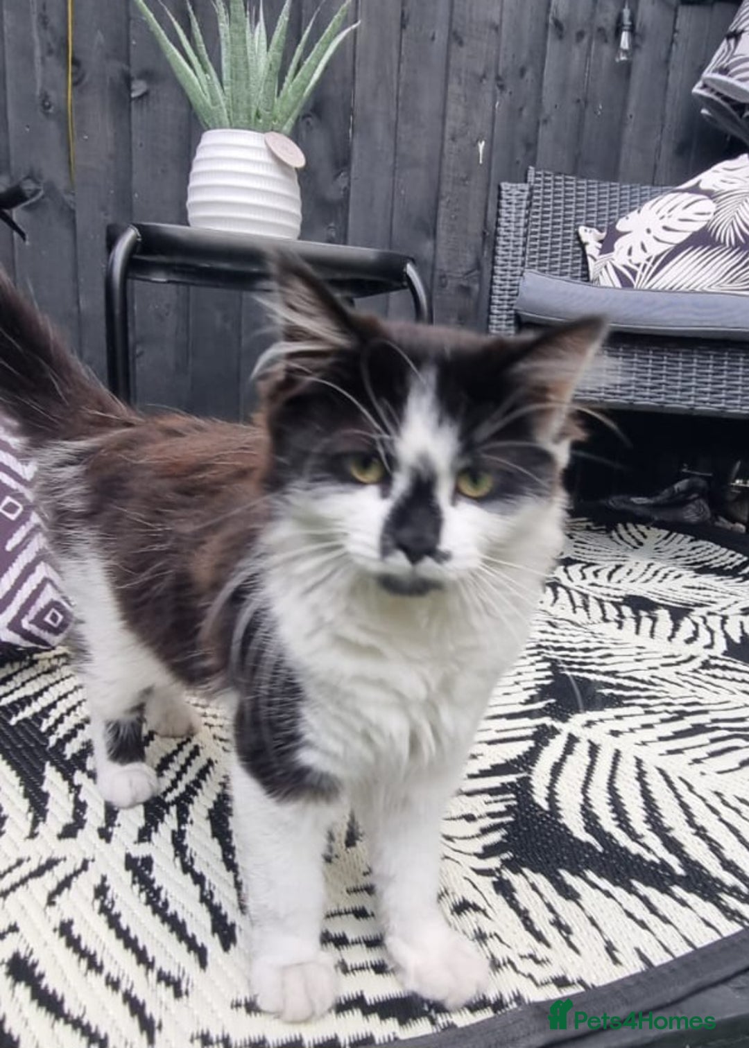 British Longhair cats for sale: ******. 2 female KITTENS.  - Image 11