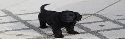 Cockapoo dogs for sale: Beautiful Cockapoo puppies for sale  - Advert 4