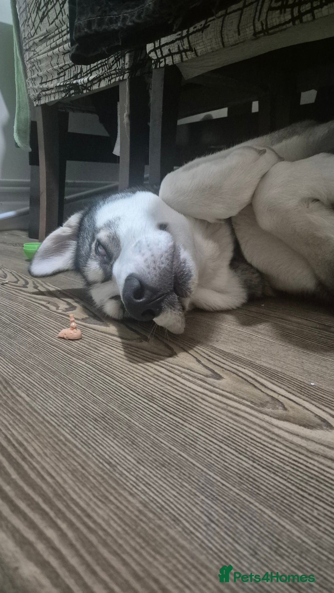 Siberian Husky dogs for sale: Meet Cosmo - Advert 4