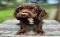 Cocker Spaniel dogs for sale: Beautiful Working Cocker Spaniel Boys - Image 6