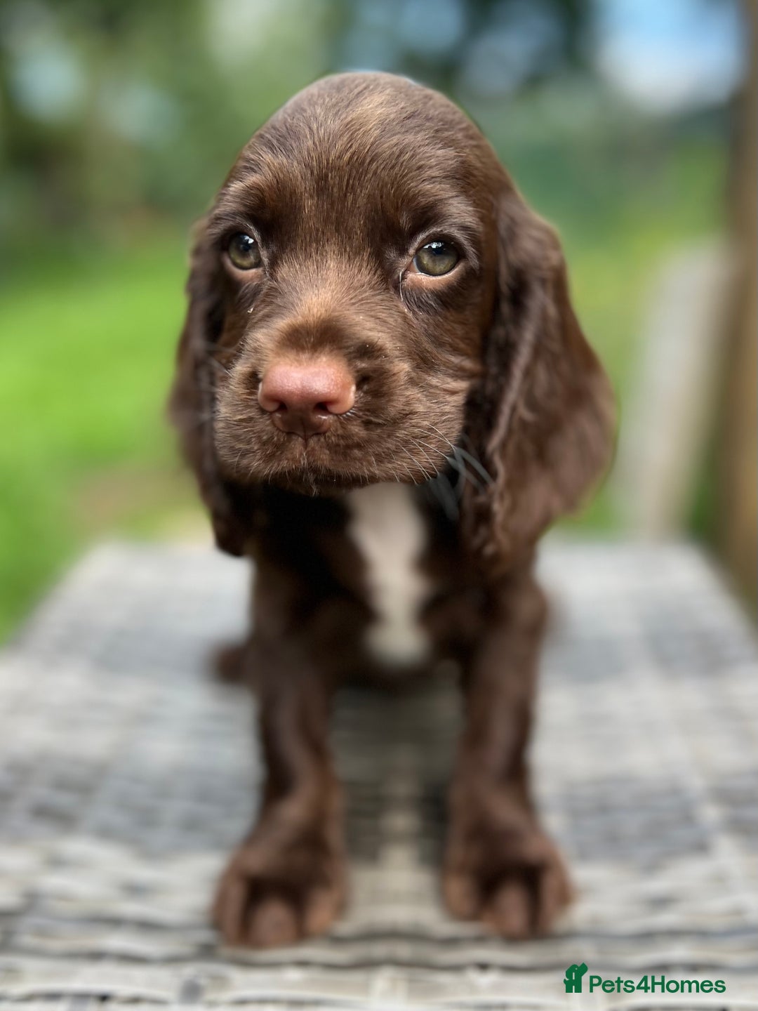 Cocker Spaniel dogs for sale: Beautiful Working Cocker Spaniel Boys - Image 6
