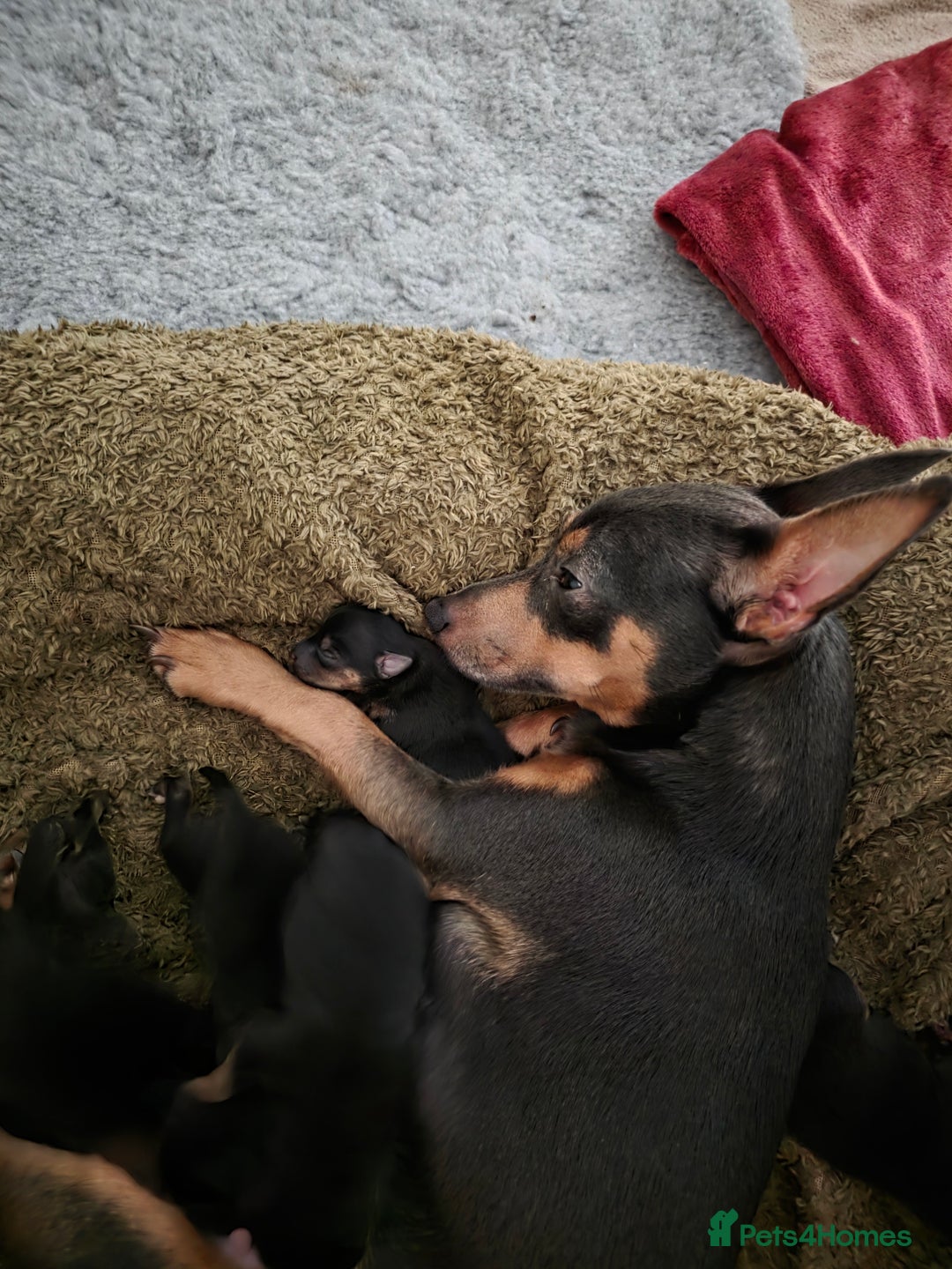 Jack Russell dogs for sale: Gorgeous Chunky Jack Russell Pups for sale - Advert 5