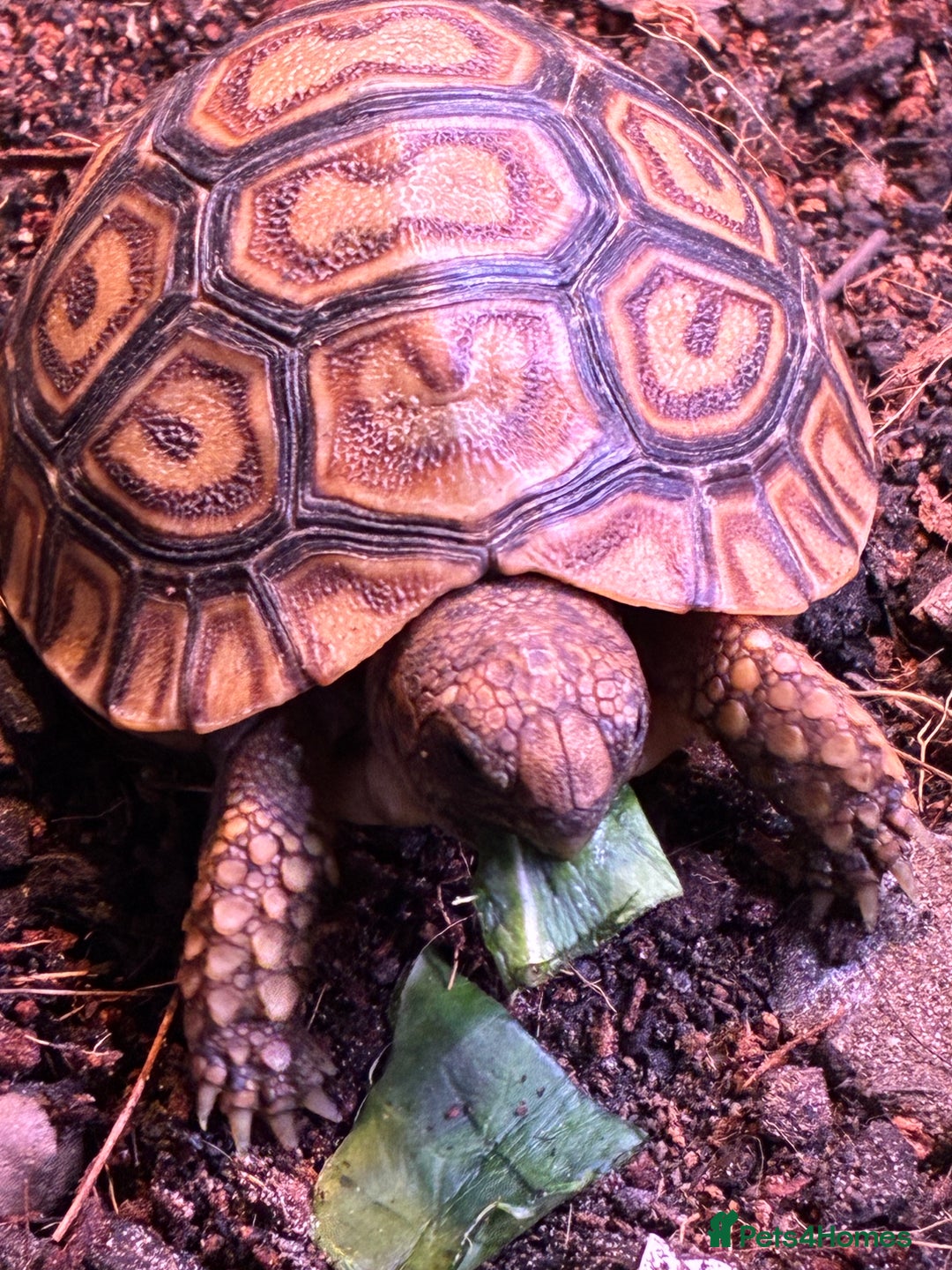 Tortoise reptiles for sale: Baby leopard tortoises for sale  - Advert 2