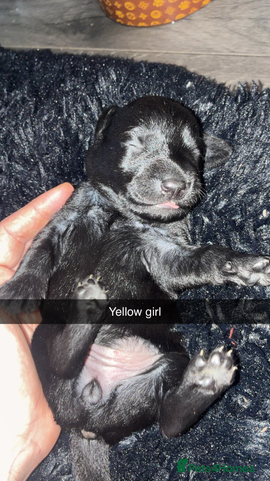 Labrador Retriever dogs for sale: STUNNING KC REGISTERED PEDIGREE LABRADOR PUPPIES - Advert 8