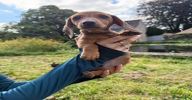 Miniature Dachshund dogs - Advert 11