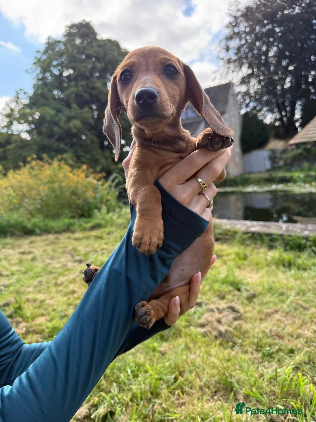 Miniature Dachshund dogs for sale: READY NOW Shaded Red Boy Mini dachshund! Last one! - Image 3