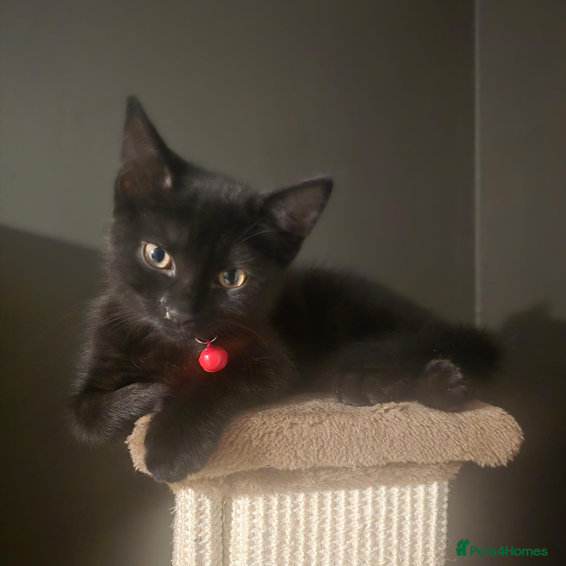 Mixed Breed cats * 2 LEFT *  playful Black kittens  - Advert 8