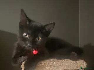 Mixed Breed cats * 2 LEFT * playful Black kittens - Advert 8