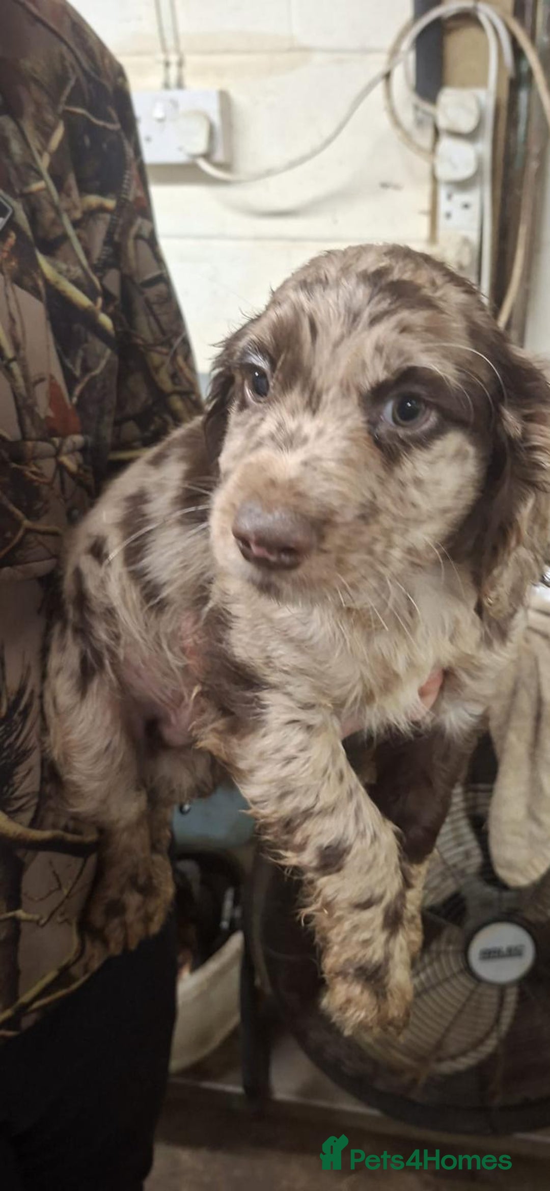 Cocker Spaniel dogs for sale: Cocker spaniel puppies  - Advert 15